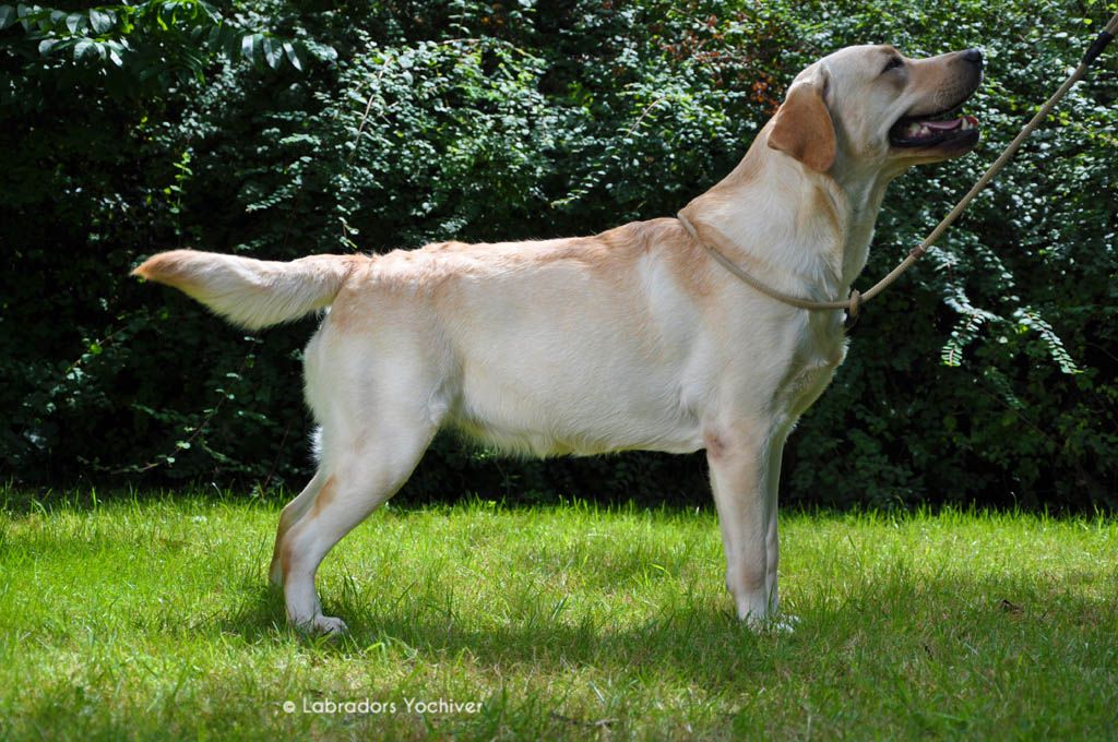 Beechcroft Yellow Jewel For Yochiver