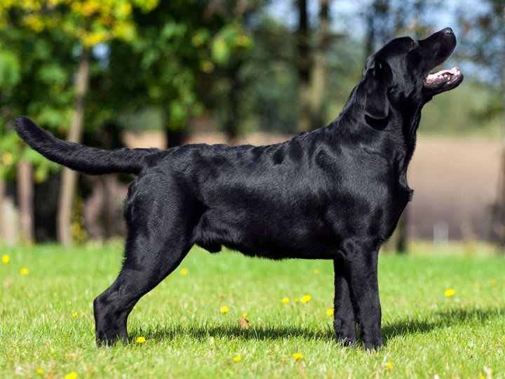 Rocheby Black Star