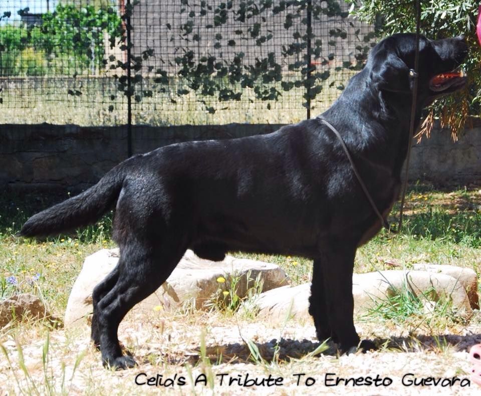 Celia's A Tribute To Ernesto Guevara