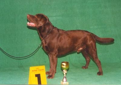 Lorts Harvey Retriever