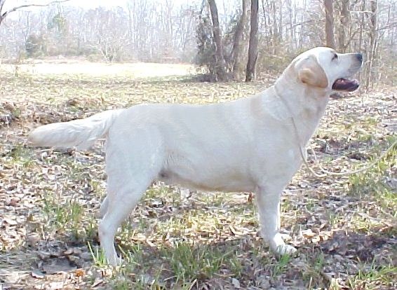 Guideline's Wide Glide