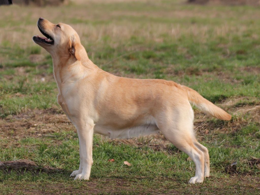 Faithful Connection Illusion In Gold