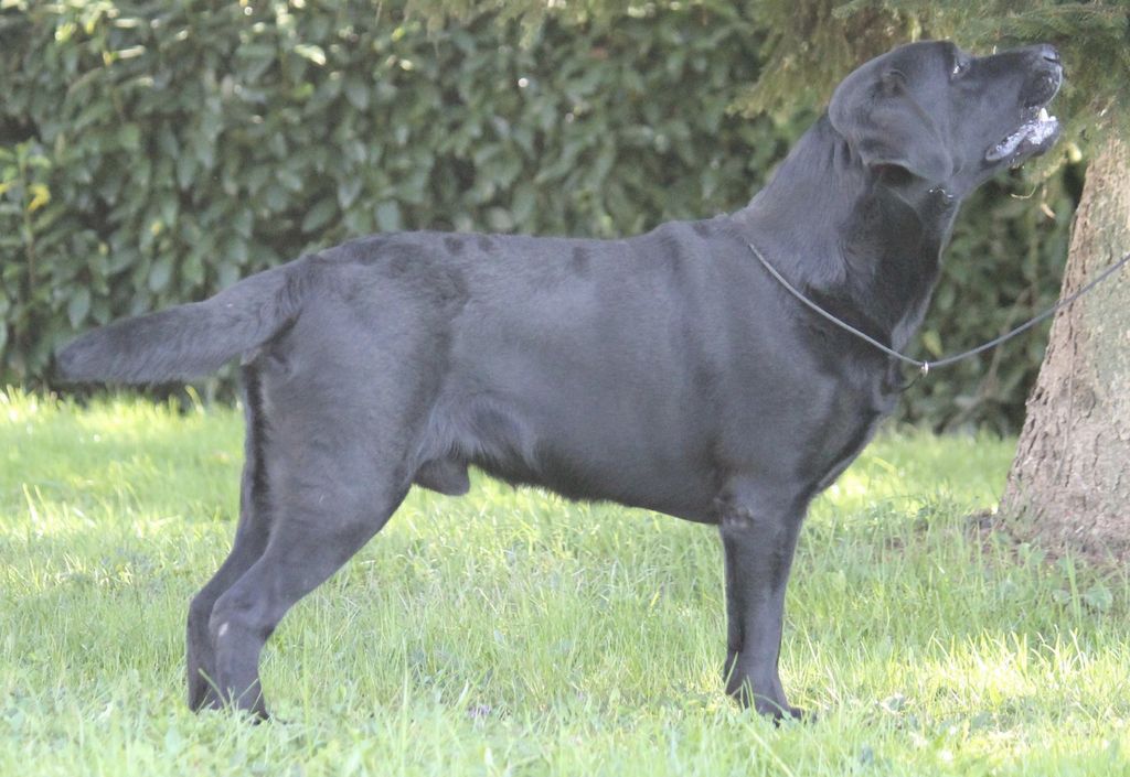 Britishpride Dark Diamond