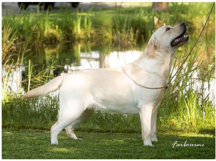 Farbourne's Sassy Lady