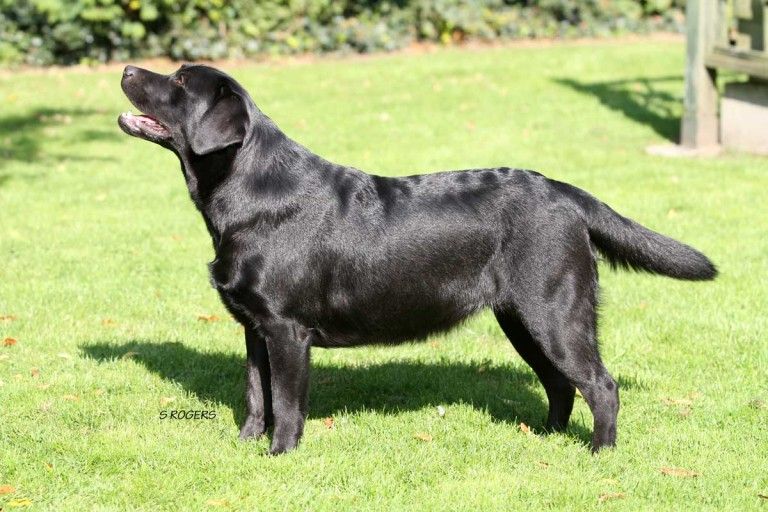 Berolee Biella