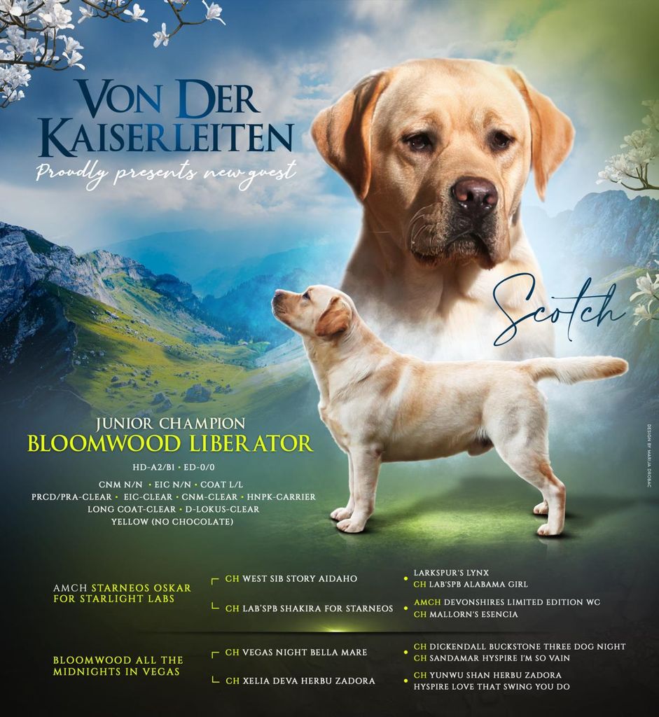 Bloomwood Liberator