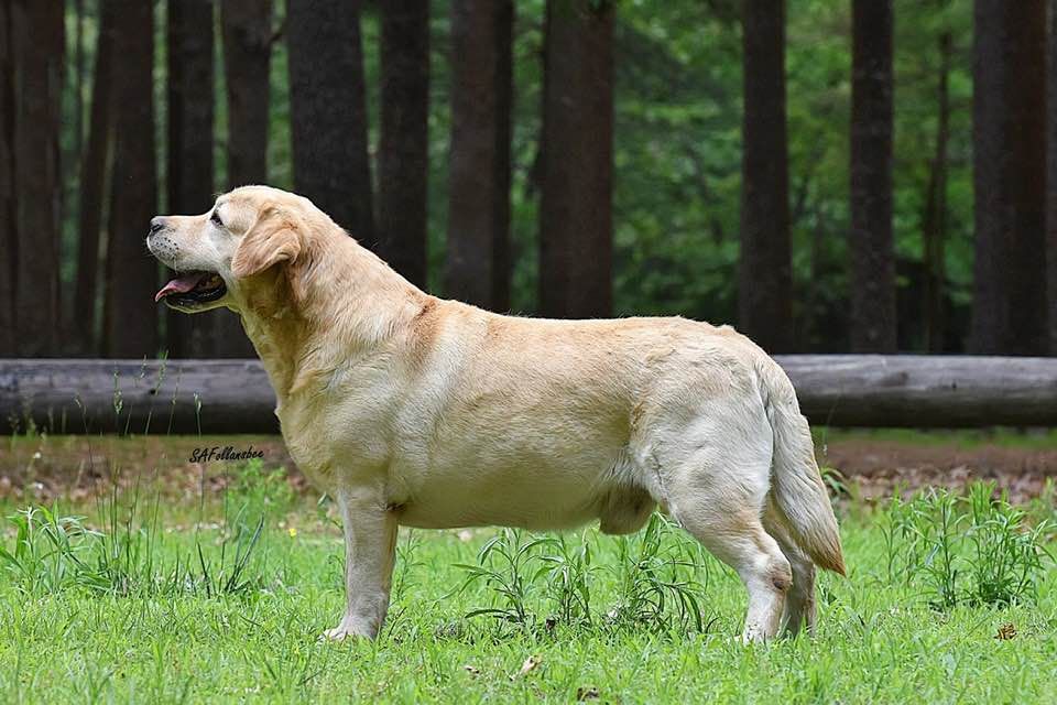 Atlantic’s Teddi Bear