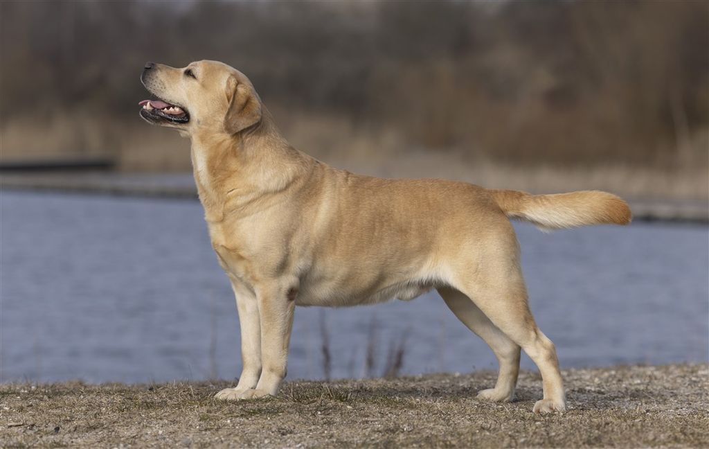 Lab Heartbreaker's El Paso