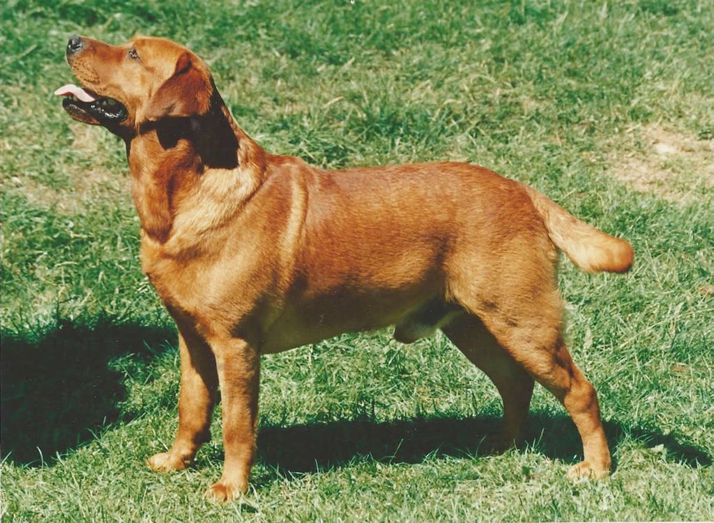 Wynfaul Tobasco