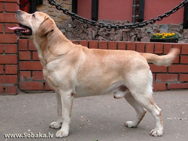 Blondess Empire Dastiny
