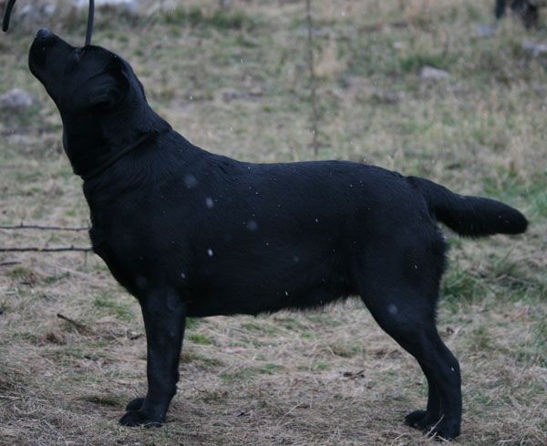 Southern Star Abracadabra