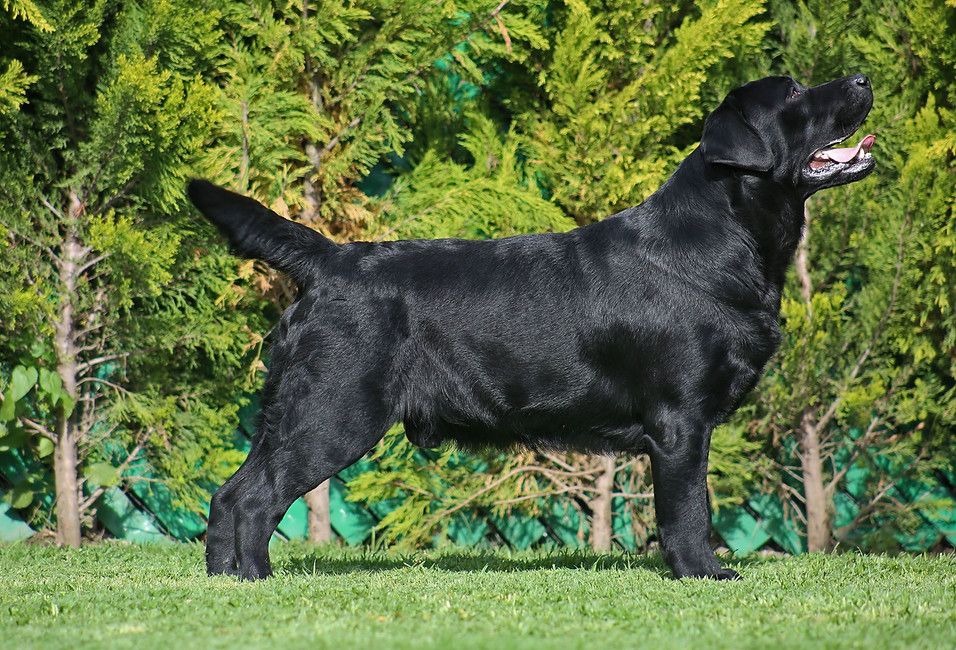 Loretta Costa Retrievers Xiao
