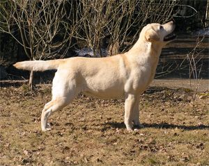 Strongline's Quantanamera