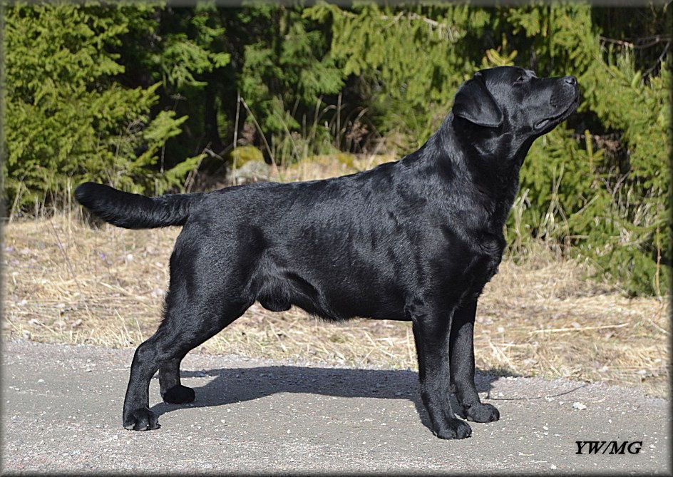 Black Caddilac z Grodu Hrabiego Malmesbury