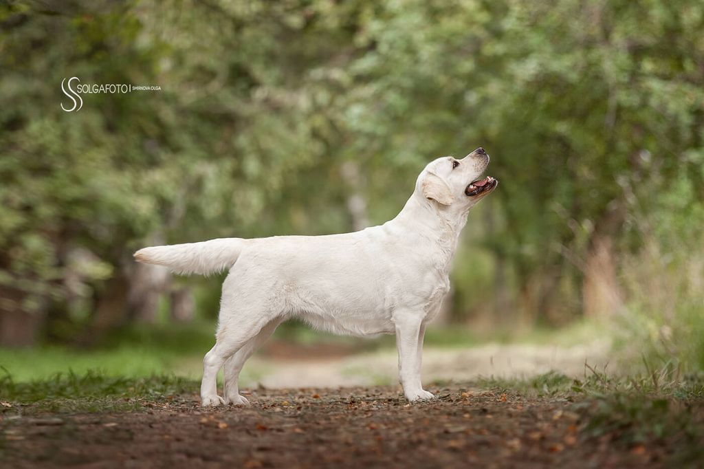 Lab'SPb White Dream