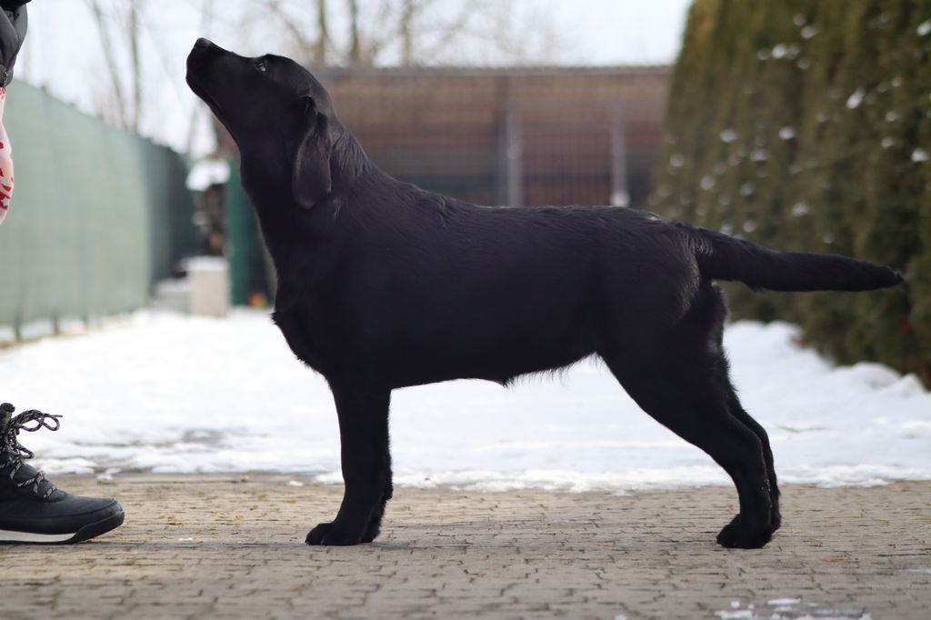 Fieldvalley's Stella Polaris