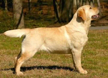 Hunt Club Clayview Irish Cream