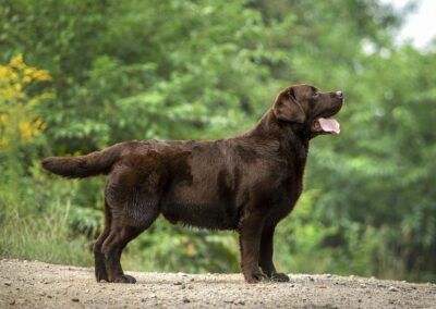 Canek (Anguiano)