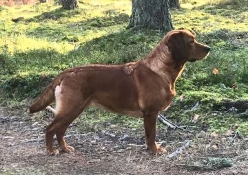 Rubywood Giaconda
