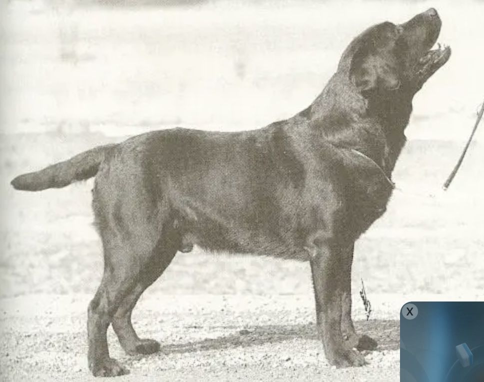 Follytower Man O'War