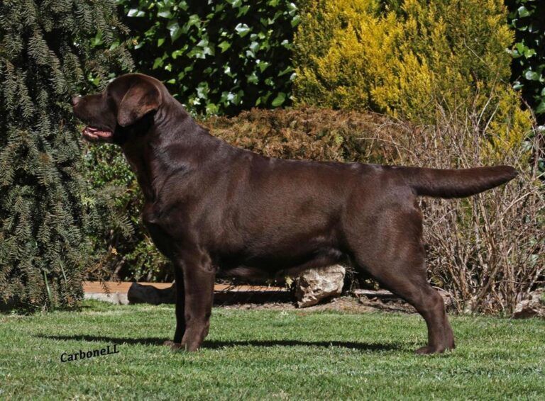 Marou Optimus Canis Z Grodu Hrabiego Malmesbury
