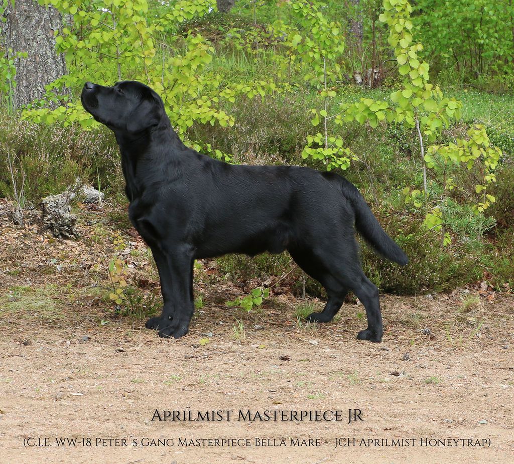 Aprilmist Masterpiece Jr