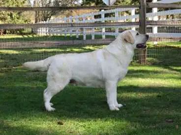 Devonshires Huckleberry Finn