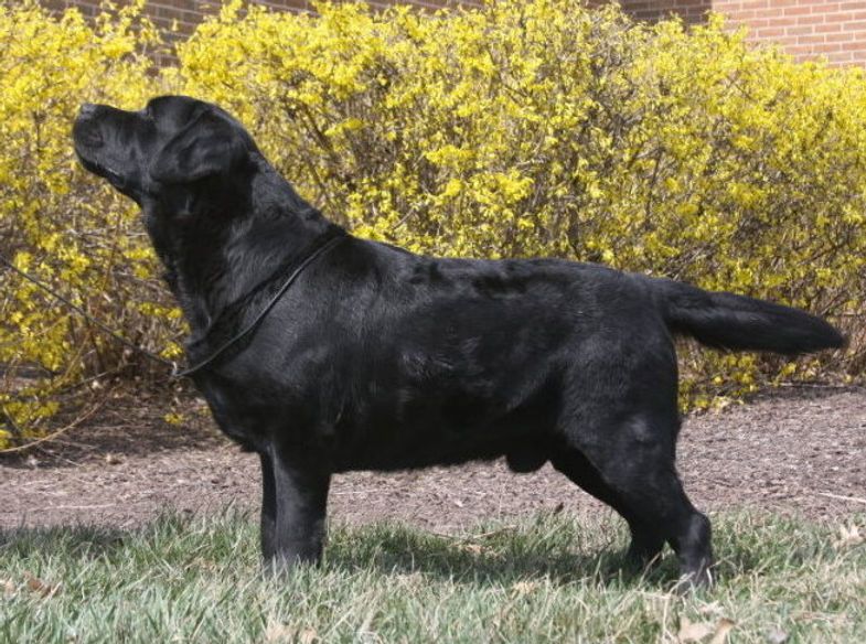 Wiscoys Rocco