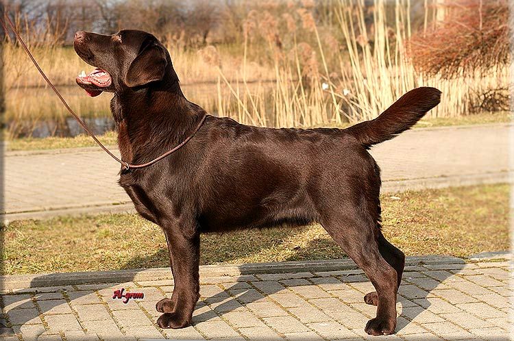 Cut Across Shorty Z Grodu Hrabiego Malmesbury