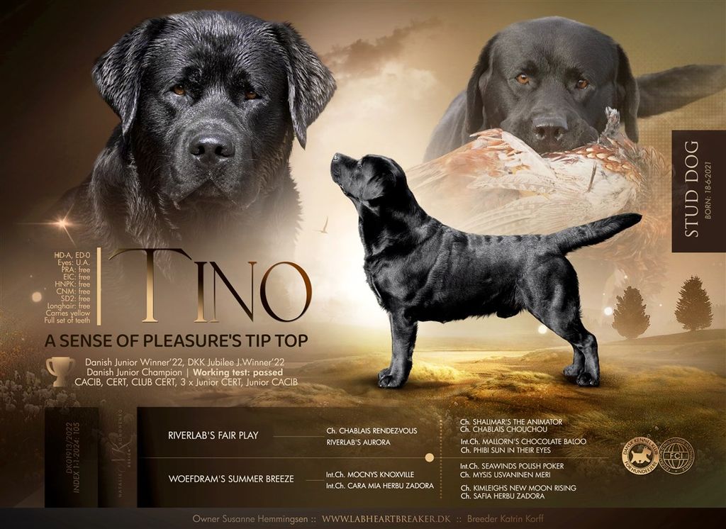 A Sense Of Pleasure's Tip Top